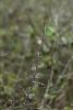 Gonepteryx rhamni